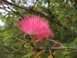 calliandra_haematocephala_C