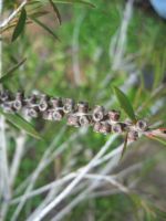callistemon-seed-pod8.jpg
