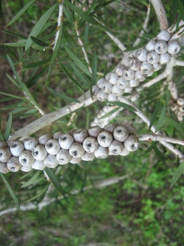 phoca_thumb_l_callistemon-seed-pod6.jpg