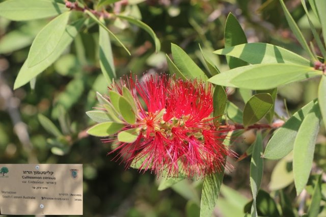 phoca_thumb_l_callistemon_rigidus_2018.jpg