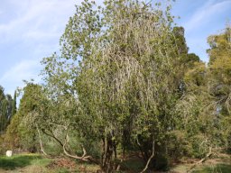 hava &raquo; Callistemon