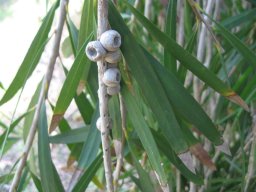 callistemon-seed-pod5