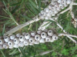 callistemon-seed-pod6