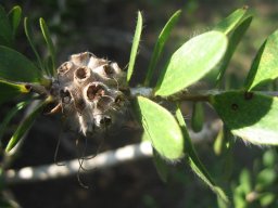 callistemon-seed-pod7