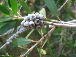 callistemon-seed-pod9