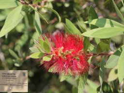 callistemon_rigidus_2018