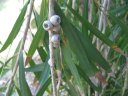 phoca_thumb_s_callistemon-seed-pod5.jpg