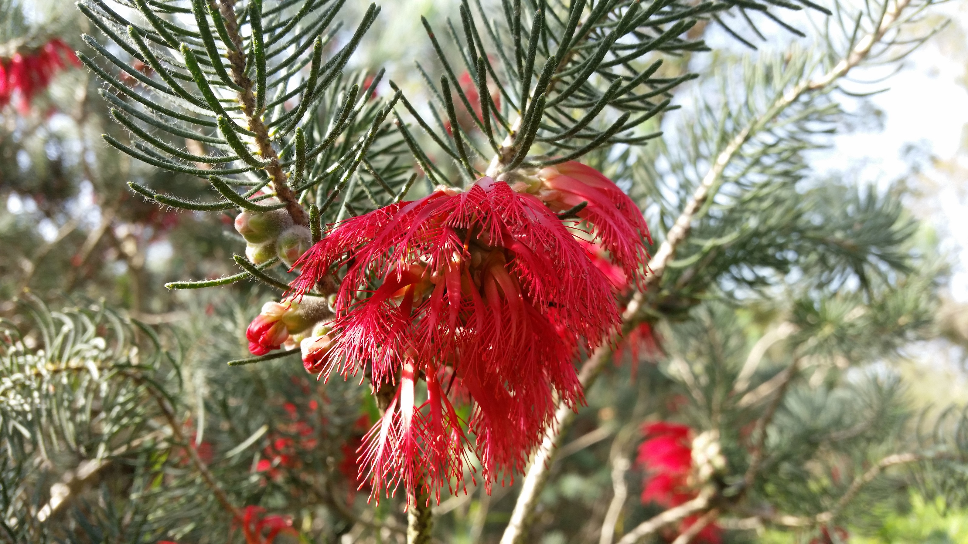 Calothamnus