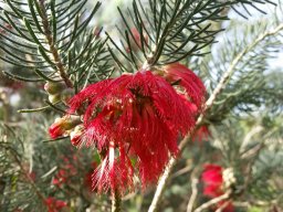 hava &raquo; Calothamnus