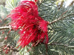 calothamnus-villosus-03-2015
