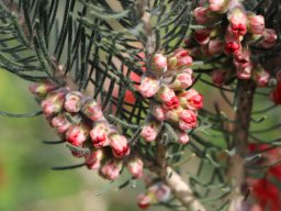 calothamnus-villosus-03-2018-2