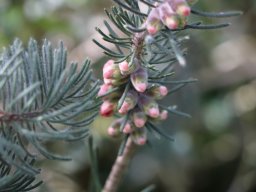 calothamnus-villosus-03-2018