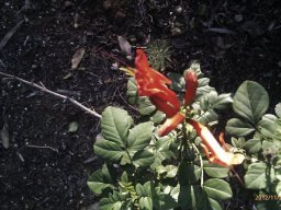 hava &raquo; Campsis