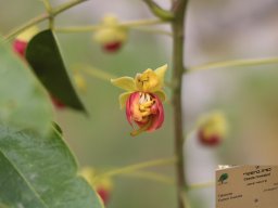 Cassia-brewsteri-04-2018