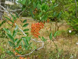 Cassia-brewsteri