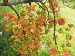 Cassia_brewsteri