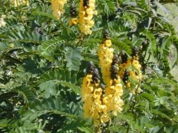 cassia-didymobotrya---