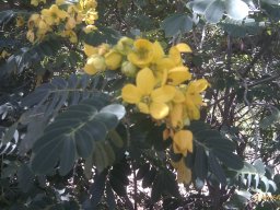 cassia-fistula---1