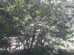 cassia-fistula--