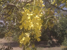 cassia-fistula--1