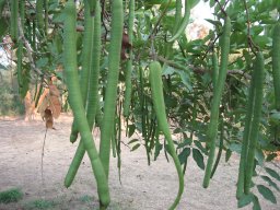 cassia-fistula-12-11-13