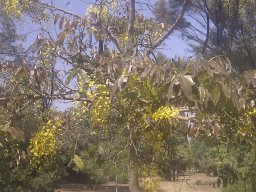 cassia-fistula1--