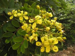 cassia-siamea
