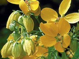 cassia-splendens