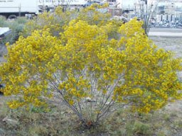 cassia_artemisioides---