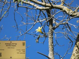 hava &raquo; Ceiba_Corisia