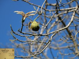 Ceiba-insignis-02-2017a