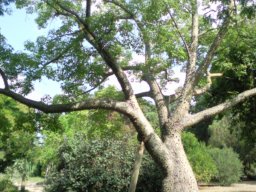ceiba-insignis