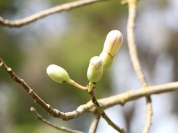 chorisia_insignis_A