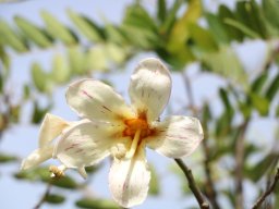 chorisia_insignis_B
