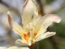 chorisia_insignis_C