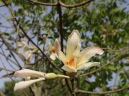 chorisia_insignis_D