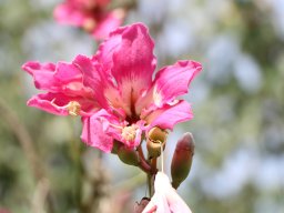 chorisia_speciosa_A