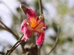 chorisia_speciosa_B