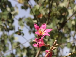 chorisia_speciosa_C