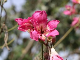 chorisia_speciosa_D