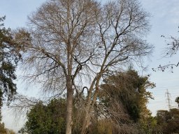 hava &raquo; Celtis