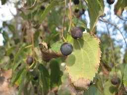 celtis-australis