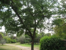 celtis-bungeana-04-2014