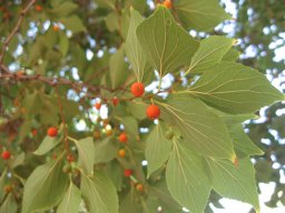celtis-bungeana