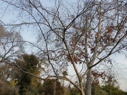 celtis-caucasica-012015