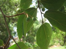 celtis-caucasica-050714
