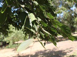 celtis_caucasica