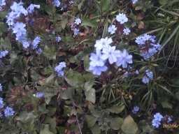 hava &raquo; Ceratostigma