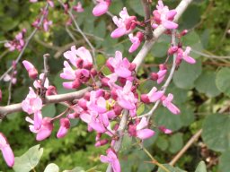 hava &raquo; Cercis