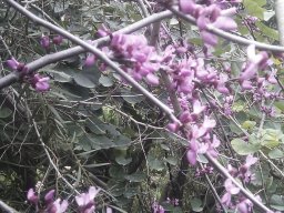 cercis-occidentalis-03-2013